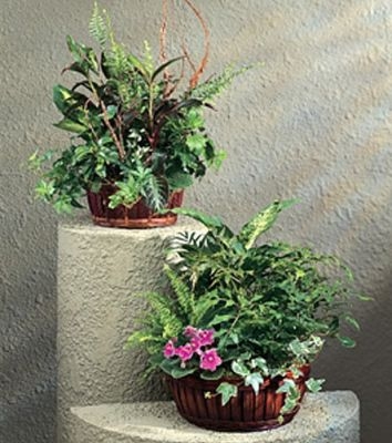 Deluxe Dish Garden Baskets $125.95, $150.95