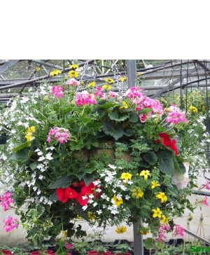 Deluxe Mixed hanging Basket 