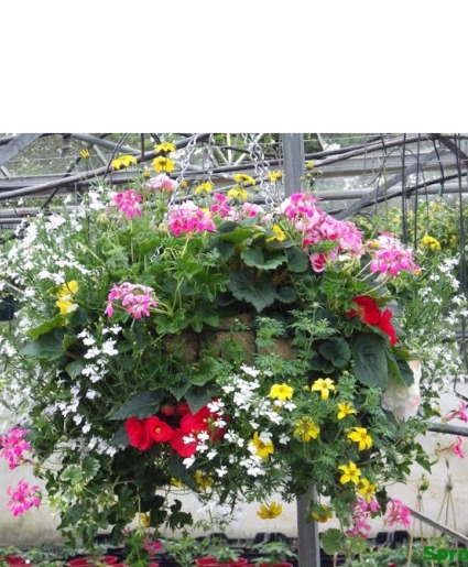 Deluxe Mixed hanging Basket 