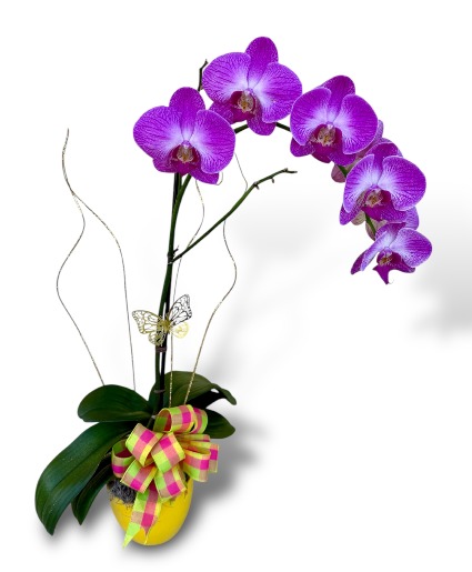 Florist Choice Orchid Plant  