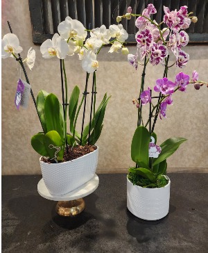 Deluxe Orchid Planter 