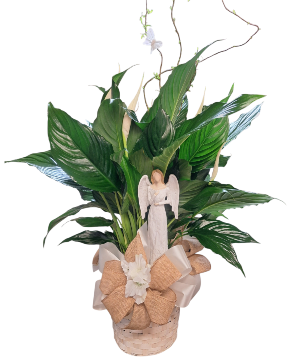 Deluxe Peace Lily with keepsake Angel  Plant with Keepsake