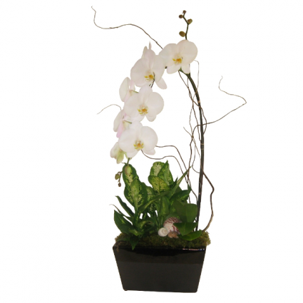 Deluxe Phalaenopsis Planter  Tropical Plants