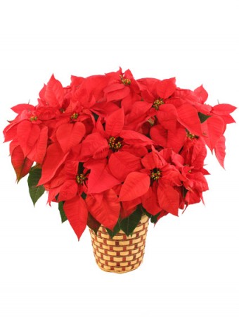 Deluxe Red Poinsettia Flowering Plant in Durant, OK | Connie's Floral Creations