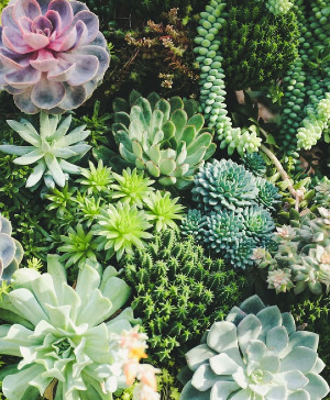 Deluxe Succulent Garden 
