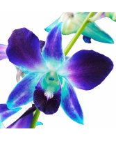 Dendrobium Orchids Starting at $35.00 per Bunch
