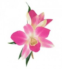 Dendrobium Orchids Boutonnieres