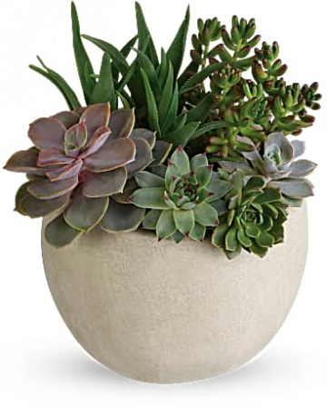 Desert beauty Succulent Garden Plant