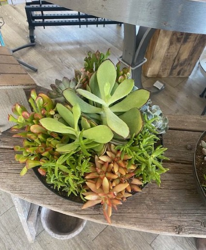 Desert Garden Assorted Succulents