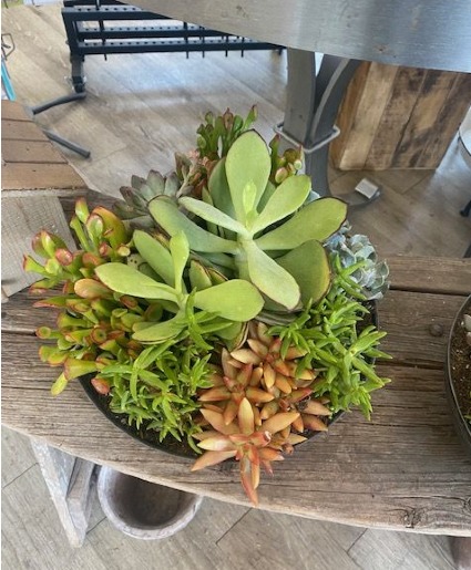 Desert Garden Assorted Succulents