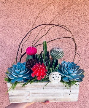 Desert Jewel  Succulent Garden