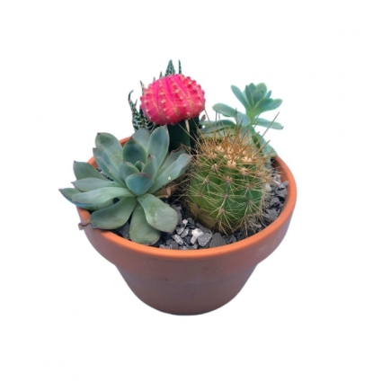 Desert Plant Dish Garden 
