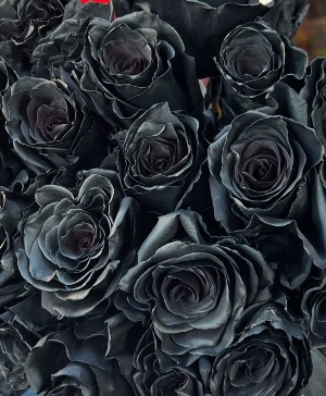 Designer Choice Black Roses local mesa delivery 
