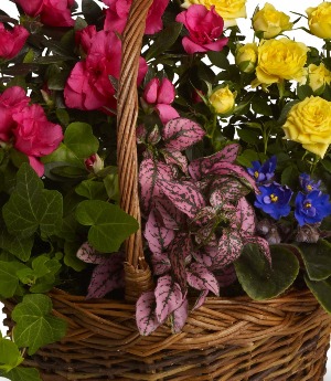 Designer Choice Mixed Green & Blooming Plants