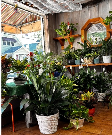 Designer Choice Plant House Plant in Providence, RI | FREY FLORIST & GREENHOUSES