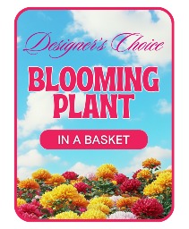 Designer's Choice Blooming Plant Plant