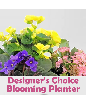 Designer's Choice Blooming Planter in Sun City Center, FL | SUN CITY CENTER FLOWERS AND GIFTS