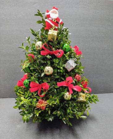 Designer's Choice Boxwood Tree 