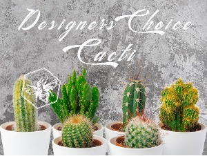 Designers Choice Cacti Cactus Varieties and Gardens