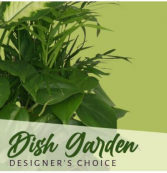 Designer's Choice Dish Garden Assorted Plants