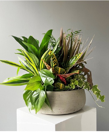 Designer's Choice Dish Garden MEDIUM TO MID LARGE in Lompoc, CA | BELLA FLORIST AND GIFTS