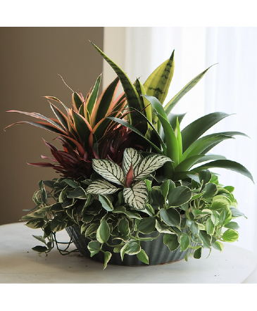 Designers Choice Dish Garden LARGE - XL LARGE in Lompoc, CA | BELLA FLORIST AND GIFTS
