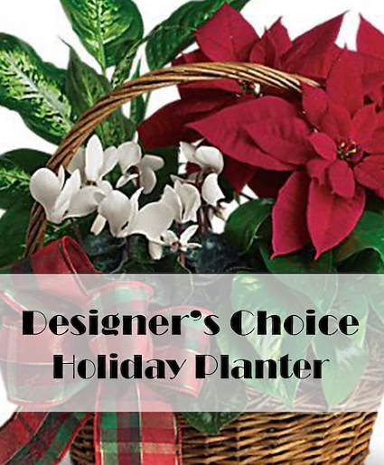 Designer's Choice Holiday Planter  