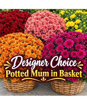 Designer's Choice Mum Plant in Basket 