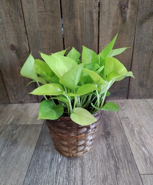 Designers Choice Plant Basket