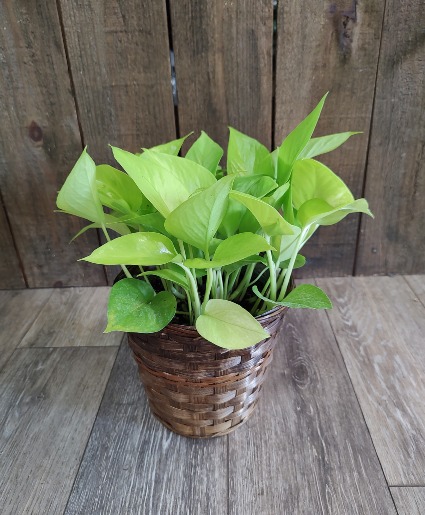 Designers Choice Plant Basket
