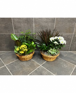 Designer's Choice Planters 