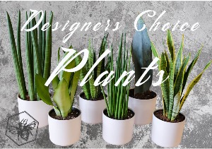 Designers Choice Plants Plant Varieties and Gardens