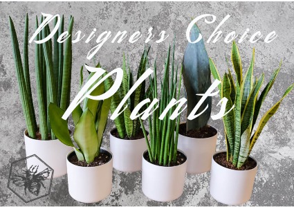 Designers Choice Plants Plant Varieties and Gardens