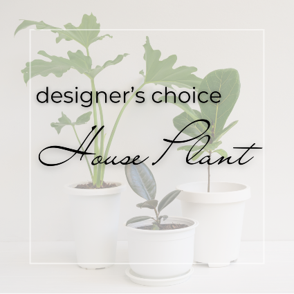 Designer’s Choice Potted Plant