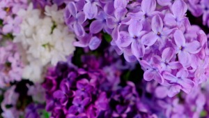 Designers' Choice- Purple and Lavender FC-PUR