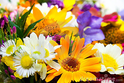 Designer's Choice Skillfully Designed by Our Expert Florists