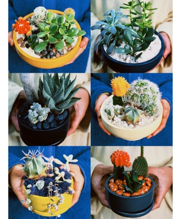 Succulent Garden Designers Choice in Chicago, IL | PRIMROSE CHICAGO