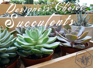Designers Choice Succulent Varieties and Gardens