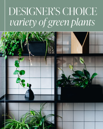 Designer's Choice - Variety of Green Plants Plant