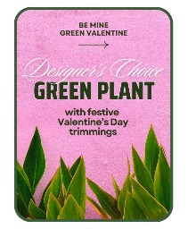 Designer's Choice Valentine's Day Green Plant Flower Arrangement
