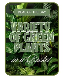 Designer's Choice - Variety of Green Plants Plant Arrangement