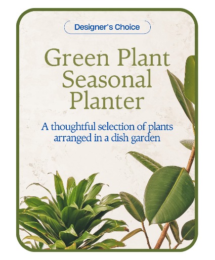 Designer's Choice - Variety of Green Plants Potted Plant