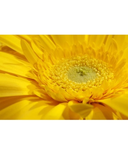 Designers' Choice- Yellow FC-Y