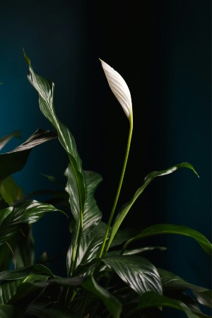 Designer's Pick | Blooming Plant $55|$65|$75 