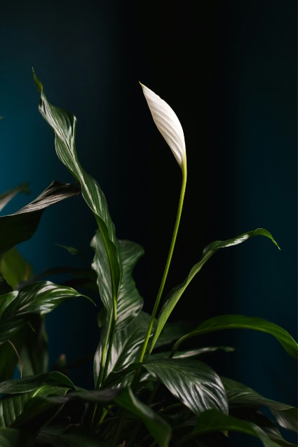 Designer's Pick | Blooming Plant $55|$65|$75 