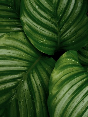 Designer's Pick | Green Plant $45|$55|$65 