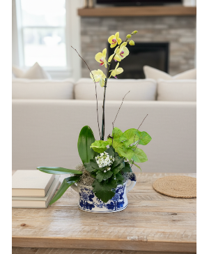 Designers Plant arrangement (Luxary) 