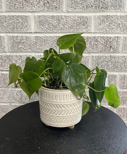 Desk Plant 