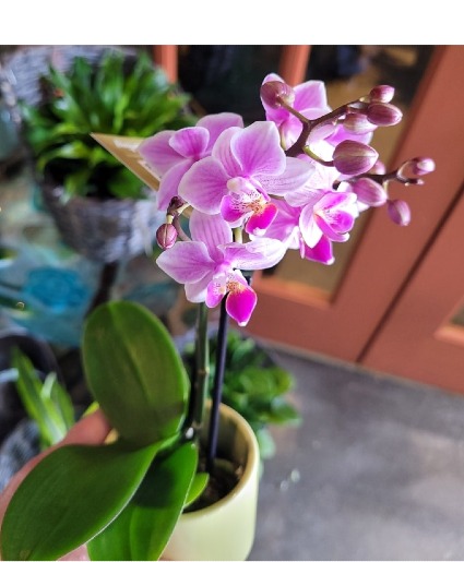Desk Size Phalaenopsis Plant 