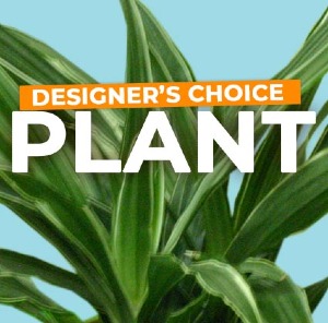 Desk/Table Top Plant Florist Choice 